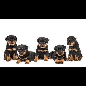 Meet your Posher, Ramon